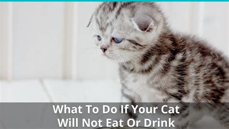 Once your kitten is drinking regularly, reduce the amount of juice in each bowl. Help! My Cat Won't Eat Or Drink! What To Do When Kitty ...
