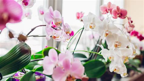 How Long Do Orchids Bloom And How To Make Them Last Longer