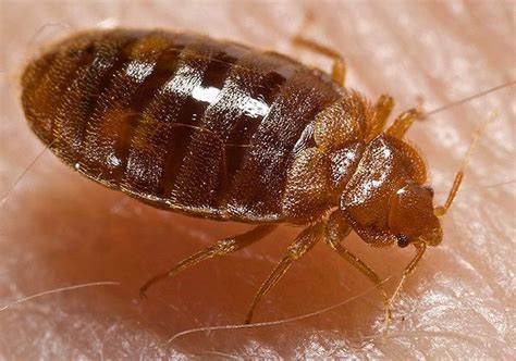 6 Signs Bed Bugs Have Moved To Your House