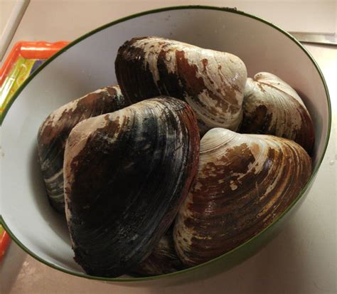 In a large bowl, combine 4 cups of water with 1/3 cup of salt. How to Dig, Prepare, and Cook Clams - The Jighead