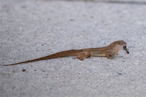 Lizards Of South Carolina South Carolina Partners In Amphibian And
