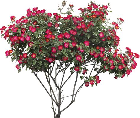 Bush With Flowers Png Image Purepng Free Transparent Cc0 Png Image