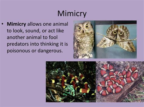 Ppt Mimicry Powerpoint Presentation Free Download Id3096314