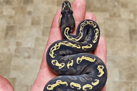 What Is A Ghi Ball Python Morph Colors And Characteristics