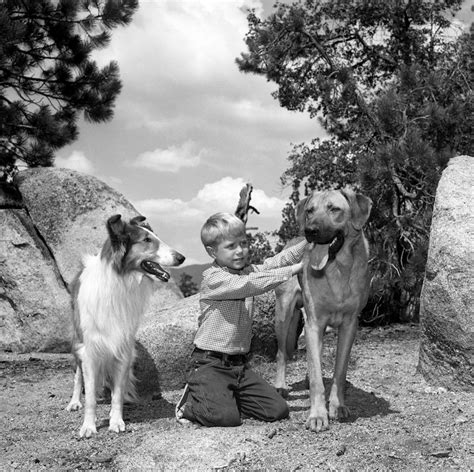 Old Yeller Puppy Love The 25 Greatest Dogs In Movies And Tv Purple