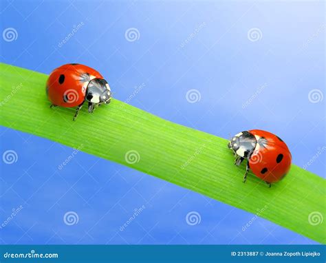 Two Ladybugs Royalty Free Stock Photography Image 2313887