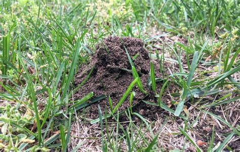 If you or a family member are allergic to fire ants and have noticed some in your yard, contact our experts immediately to eliminate your infestation and protect your loved ones. Homemade ant traps and other ways to keep insects out of ...