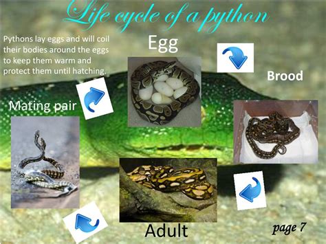 Ball Python Life Cycle