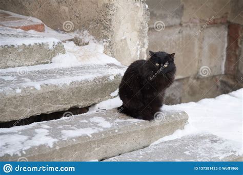 Abandoned Street Cats Animal Abuse Sadness Stock Image
