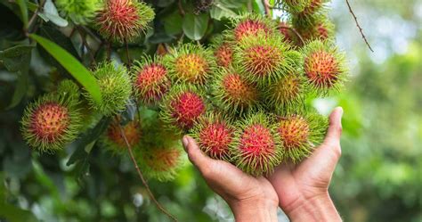 The fruits can be eaten straight off the tree and grow to around 1.5 inches in diameter. 25 Weird Exotic Fruits You Won't Be Seeing At The Grocery Store