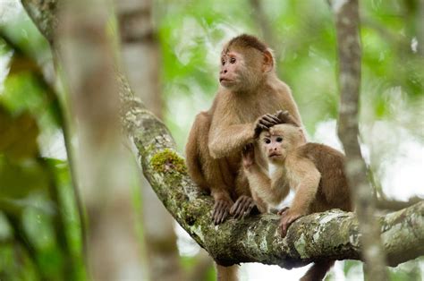 Meet The Planets 25 Most Endangered Primates