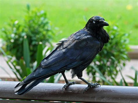 Corvidae Crows Ravens Jays Magpies Photo Gallery Wildlife