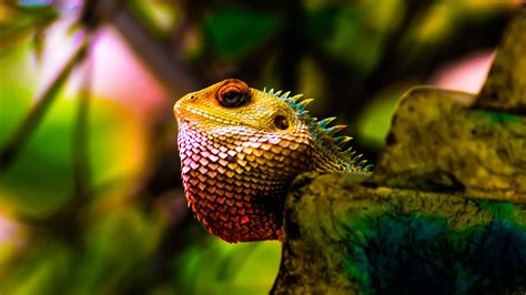 Design your everyday with removable colorful animals wallpaper you'll love. Iguana reptile scales colorful-2017 Animal Wallpaper ...