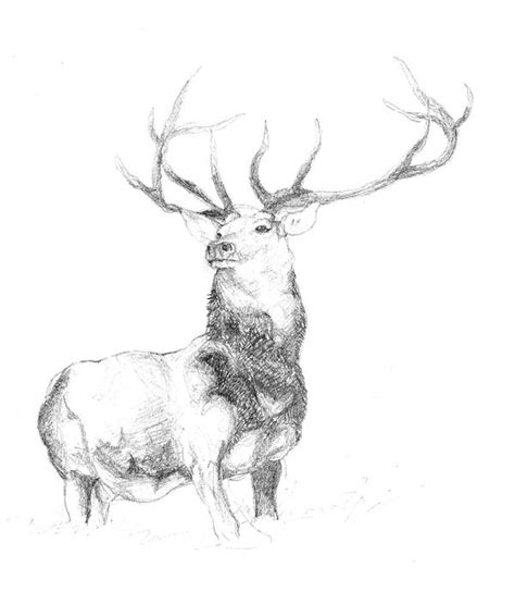 Stag By Smilie5768 On Deviantart