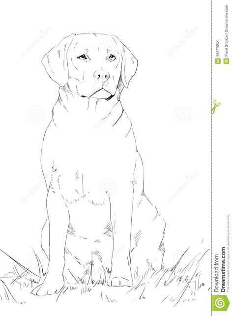 Keep your pencil sharp and use small, fine movements to create a smooth texture. Young Labrador Dog Sitting, Pencil Drawing Stock ...