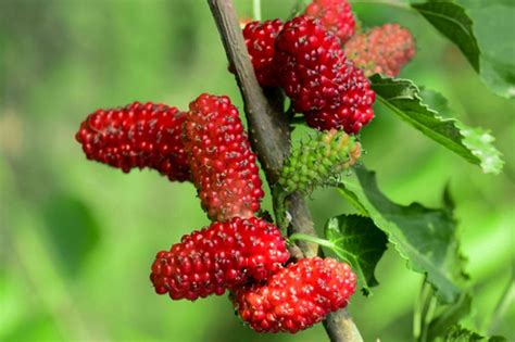 Mulberry Tree: Plant Care & Growing Guide