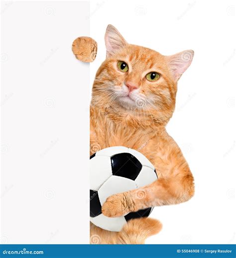 Cat With A White Soccer Ball Stock Photo Image Of Happy Recreation