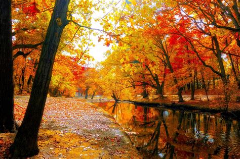 Download Forest Tree Fall Park Nature River 4k Ultra Hd Wallpaper