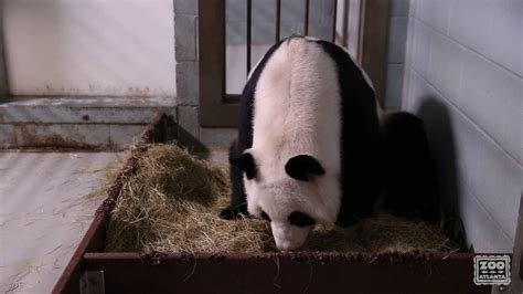 Zoo Atlantas Giant Female Panda Gives Birth To Twins Again