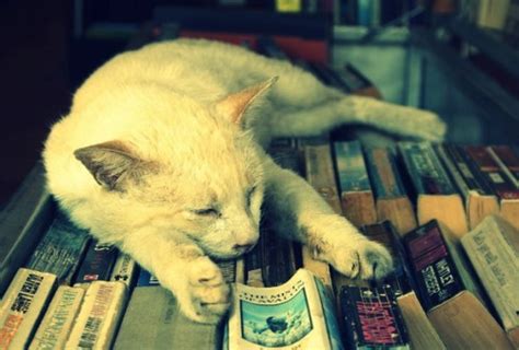 Whiskersandpages Cats Sleeping In Books Tumblr Pics