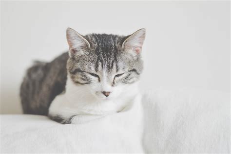 6016x4000 Furry Cat Asleep Claw Animal Creative Commons Images