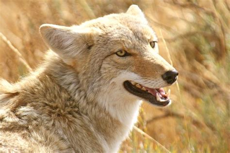 Coyotes Coyote Animal Wild Dogs Desert Animals