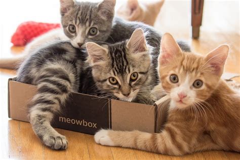 Theres A Purrfect Cat Convention Happening In Vancouver