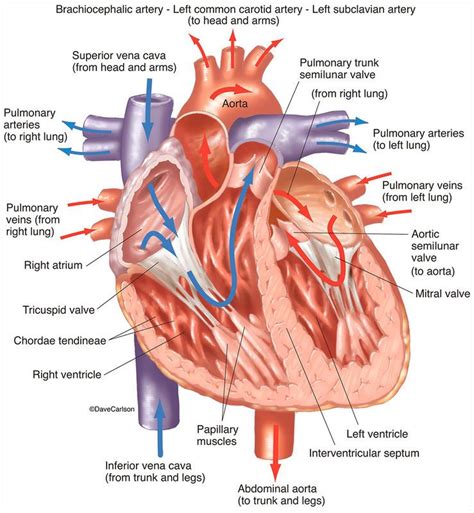 Cardiovascular System Human Anatomy Life Science Biomedical