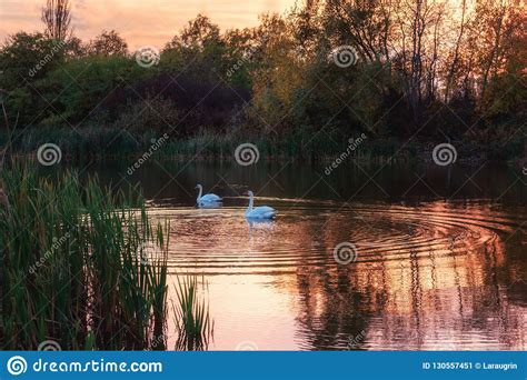 Cisnes Blancos Hermosos En El Lago En La Luz De La Puesta Del Sol