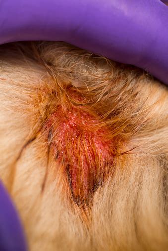 Vet Showing Moist Eczema On Dogs Shoulder Aka Hot Spot Stock Photo