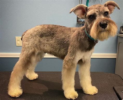 Which Schnauzer Haircut Is Best For My Dog K9 Web