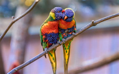 Download Wallpaper 3840x2400 Rainbow Lorikeet Parrots Birds Couple