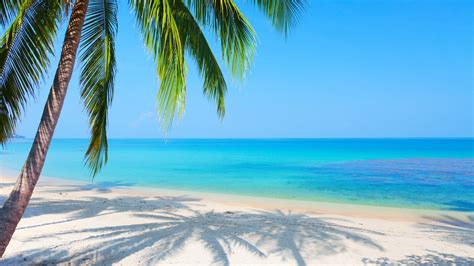 Palm Tree Beach Wallpapers Top Free Palm Tree Beach Backgrounds Wallpaperaccess