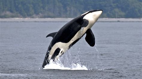 Southern Resident Killer Whales To Get Personalized Health Records