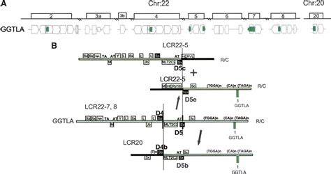 shuffling of genes within low copy repeats on 22q11 lcr22 by alu mediated recombination events