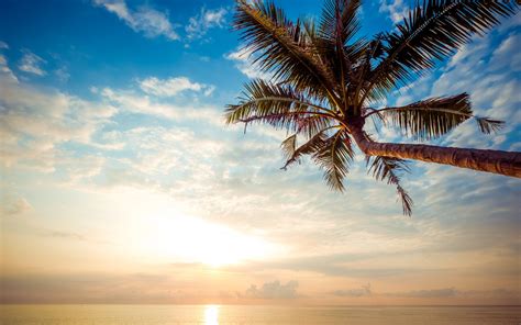 Download Wallpapers Palm Tree Summer Tropical Island Evening Sunset