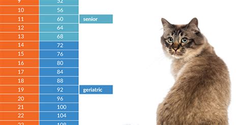 The following cat age conversion chart may be used to translate cat years into human years. How Old is Your Cat in People Years?