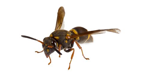 Wasps And Bees Service Ready Pest Control
