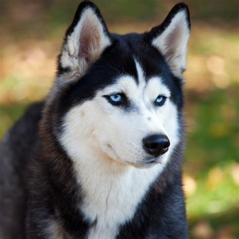 Siberian Husky Puppies For Sale Across The Country