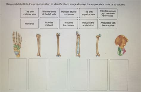 Start studying define and classify (label) the types of bone fractures. Solved: Drag Each Label Into The Proper Position To Identi ...