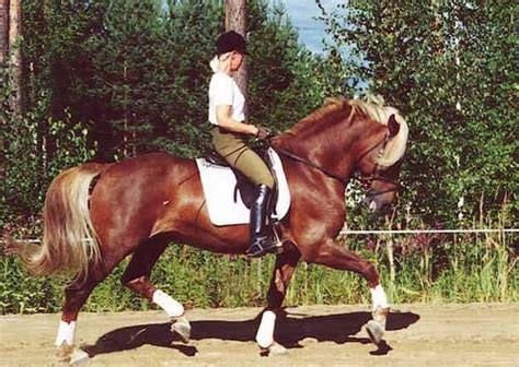 images  highlandfelldalesnorwegian dole pony  pinterest prince horses