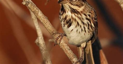 Song Sparrow Album On Imgur