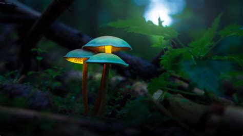 Spice Up Your Fall Photography With Glowing Mushrooms Heres How To
