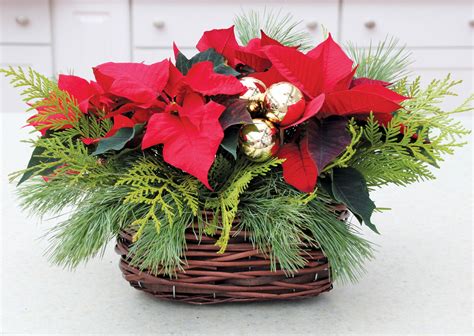 Christmas Arrangement With Poinsettia And Fresh Greens Christmas