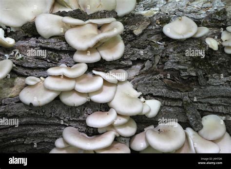 White Fungus Growing On Log Hi Res Stock Photography And Images Alamy