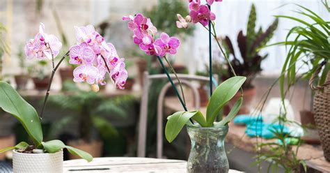 ¿cómo Cuidar Las Orquídeas 6 Tips Para Conservarlas Increíbles