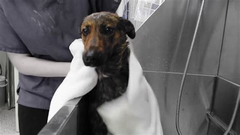 We are providing modified, contactless services by appointment from our new location at learn more about adams county pet rescue in othello, wa, and search the available pets they have up for adoption on petfinder. Adams County Pet Rescue Successful Adoptions - YouTube