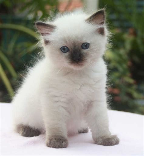 Unbelievably Cute Ragdoll Kitten We Now Have One Of Our