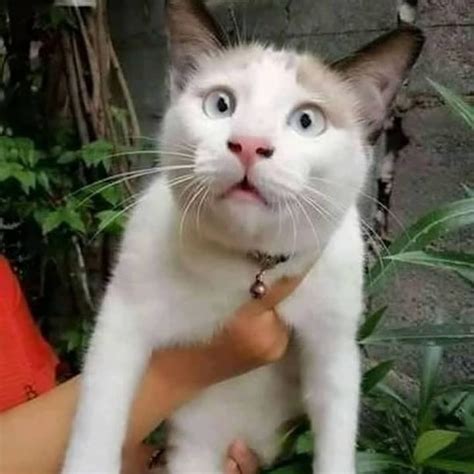 20 Cats Kucing Meme Face