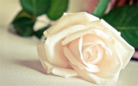 Download Beautiful White Rose Flower Wallpaper White Rose Images Hd